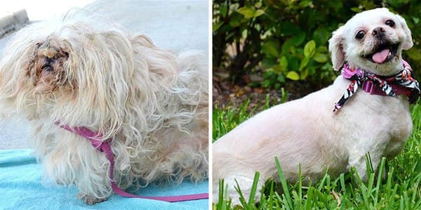 15+ Before and after pictures of rescued dogs from around the world