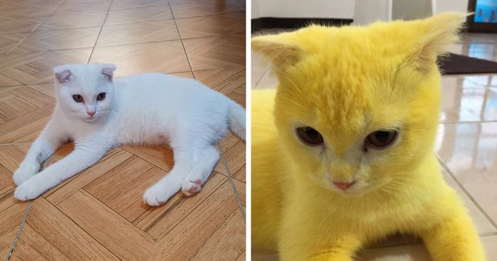 Thai Woman Uses Turmeric For Her Cat’s Fungal Infection, And The Cat Accidentally Turns Yellow (14 Pics)