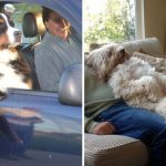 19 pets who act like more like people than their owners