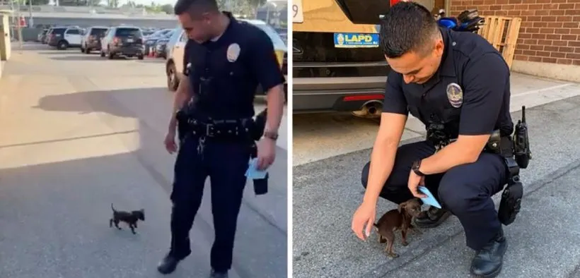 Tiny Puppy Chases Down Two Policemen And Begs Them To Adopt Him