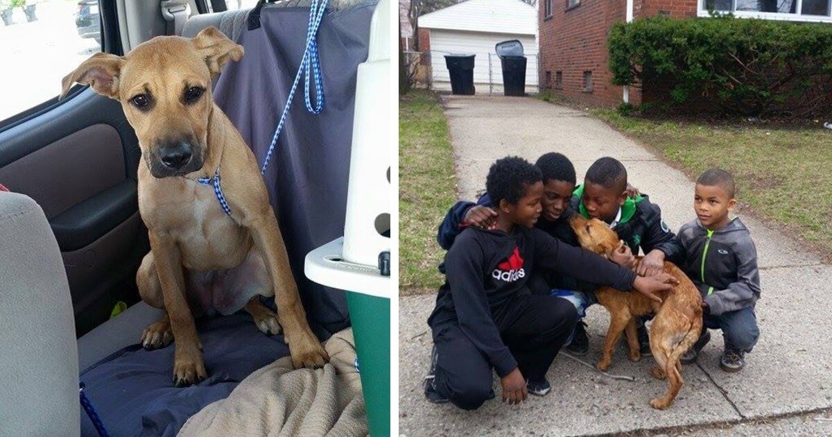 Four Little Boys See Dog Tied Up With Bungee Cord And Jump Into Action To Save Her