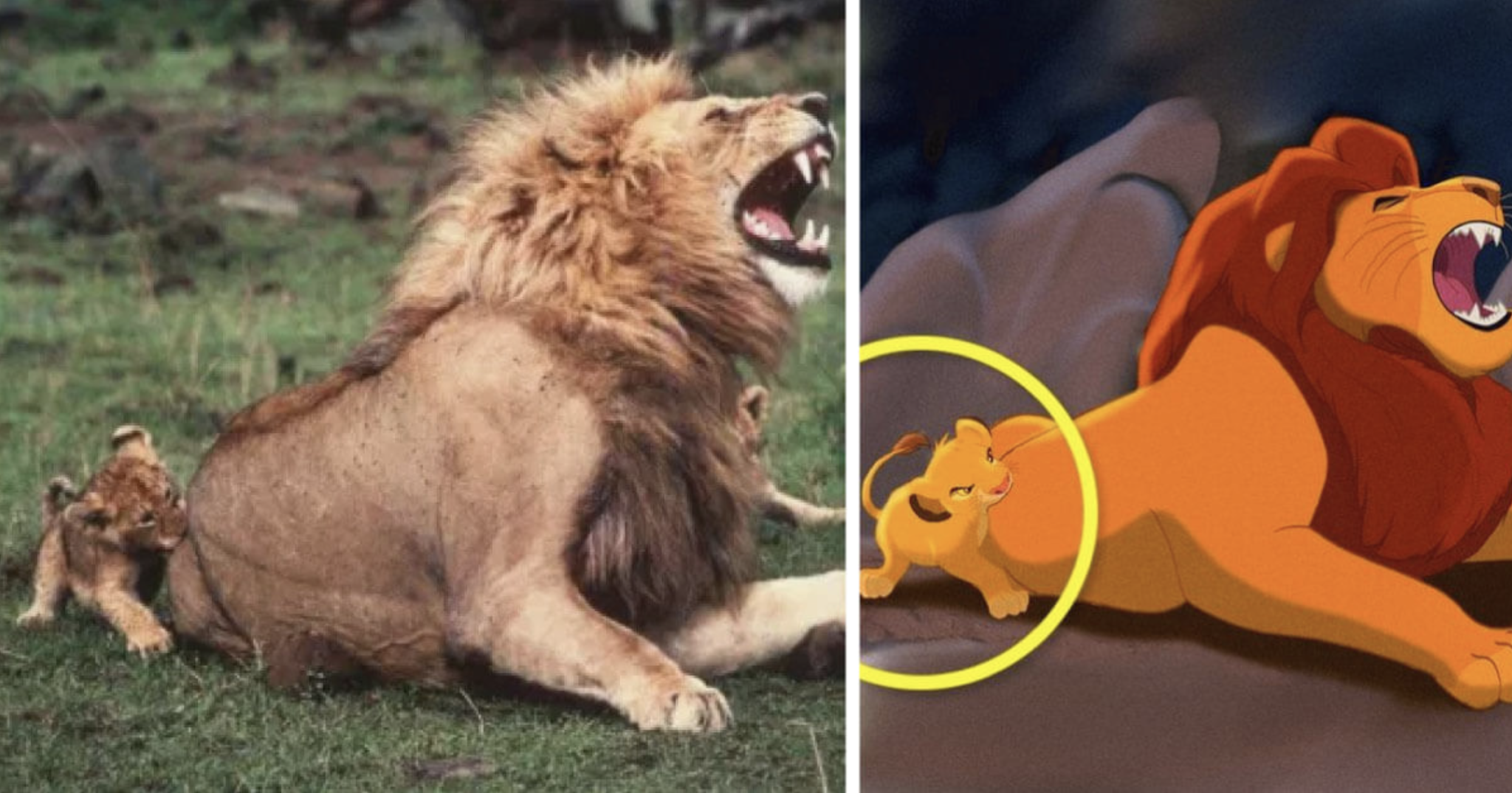 13 photos of animals that are the exact copy of Disney characters