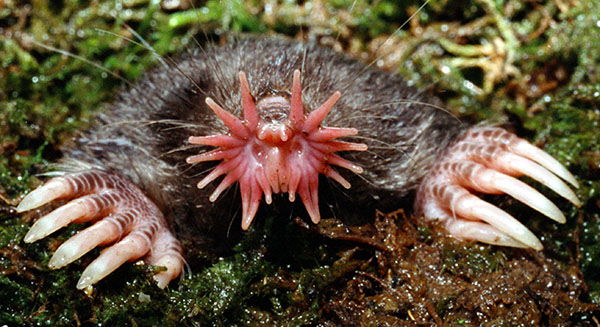 Ugly Animals | 15 Of The World’s Ugliest Creatures – RankRed
