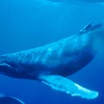 20 Different Types Of Whales In The World – RankRed