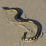 13 Most Venomous Snakes In The World – RankRed