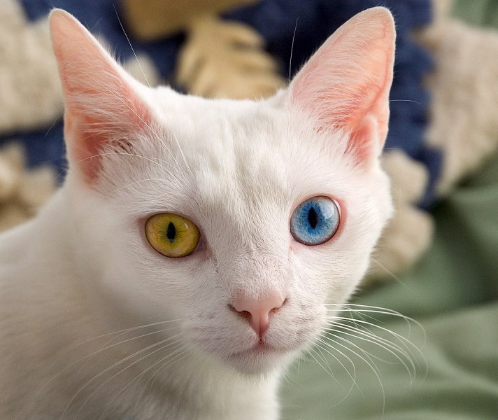 All You Need To Know About Cat Eyes | Facts And Myths – RankRed
