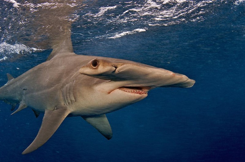 19 Different Types of Sharks – RankRed