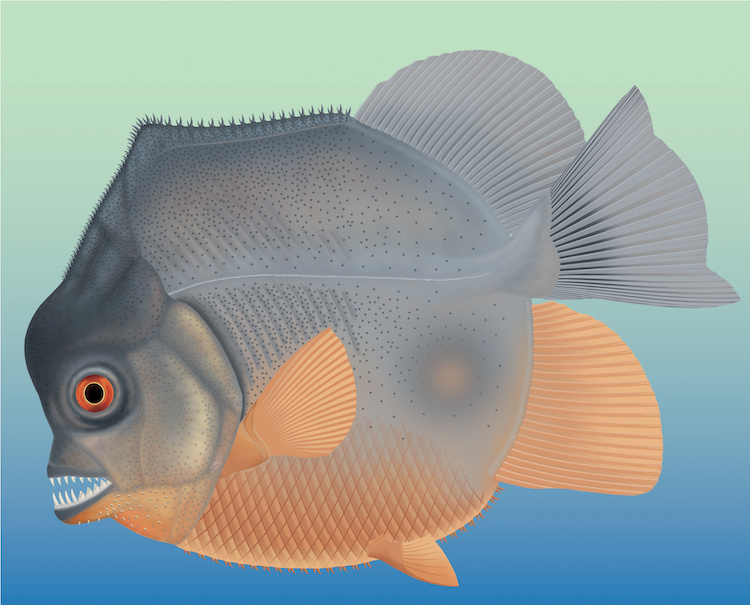 World’s Oldest Known Piranha-Like Flesh-Eating Fish – RankRed