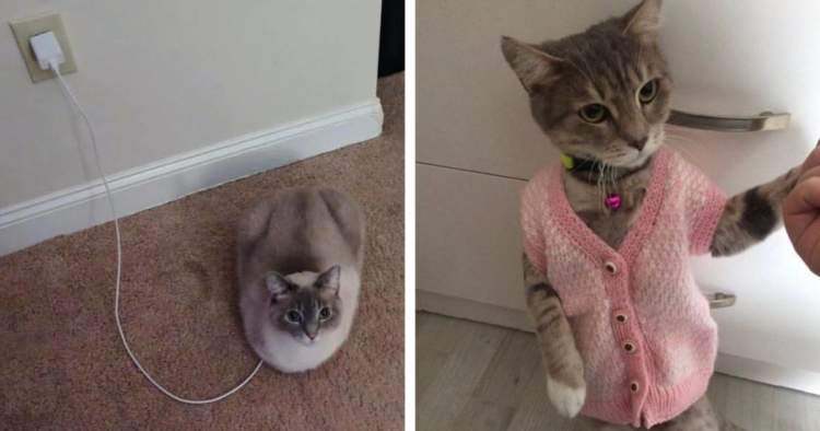 11+ funny cats who only do what they amuse with …