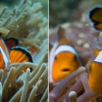13+ Photos of Nemo fish in real life