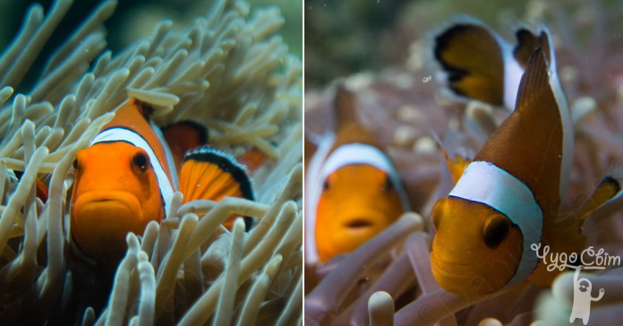 13+ Photos of Nemo fish in real life