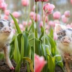 Photos of a cute pig in pink tulips