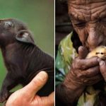 An incredible manifestation of people’s love for animals