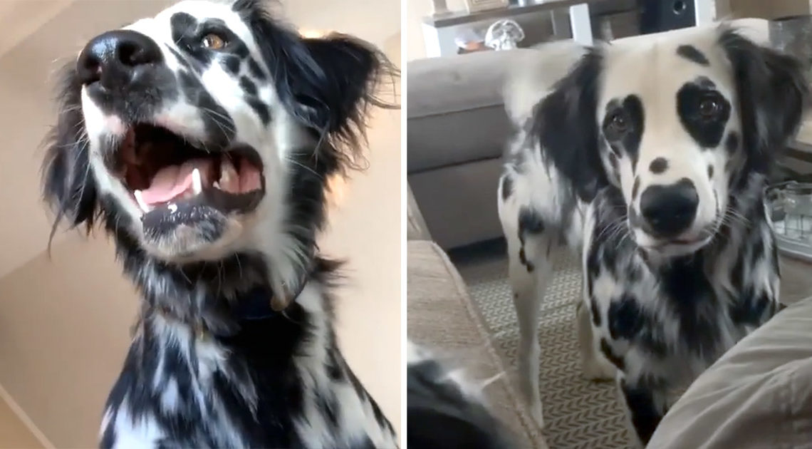 This adorable dog looks like a mix between a Dalmatian and a Golden Retriever
