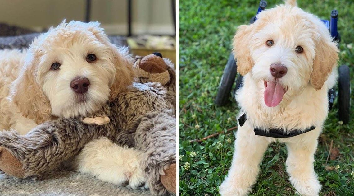 Puppy born paralyzed walks for the first time thanks to his personalized wheelchair