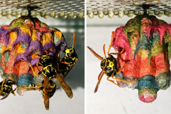 Turns Out, When Wasps Are Given Colored Construction Paper, They Build Rainbow Colored Nests