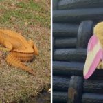15+ situations when animals and all things appeared in an unusual color, and the eyes do not believe what they see
