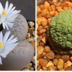 14+ Plants that were obviously thrown to earth by inioplanets