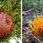 20 PHOTOS FROM THE KINGDOM OF MUSHROOMS THAT WILL MAKE YOU DOUBT THEIR TERRESTRIAL ORIGIN