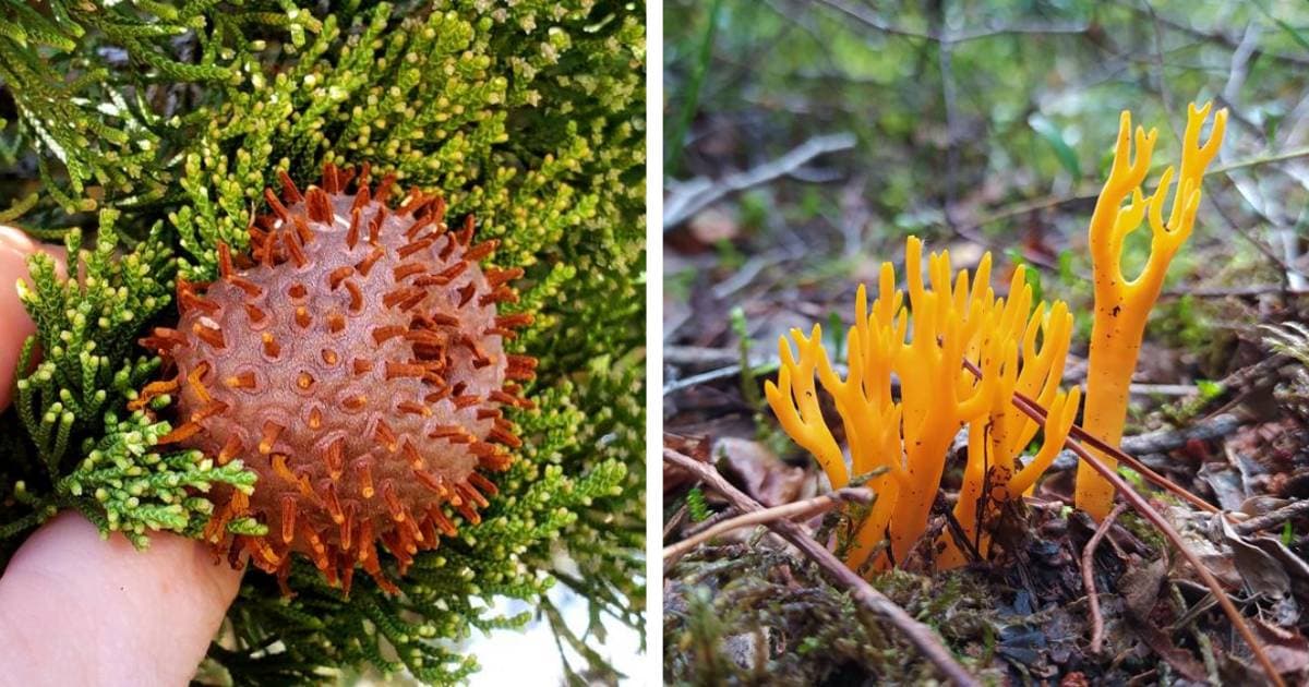 20 PHOTOS FROM THE KINGDOM OF MUSHROOMS THAT WILL MAKE YOU DOUBT THEIR TERRESTRIAL ORIGIN