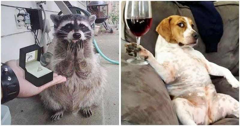 20+ Times Animals Act Like Humans, And They Nailed It