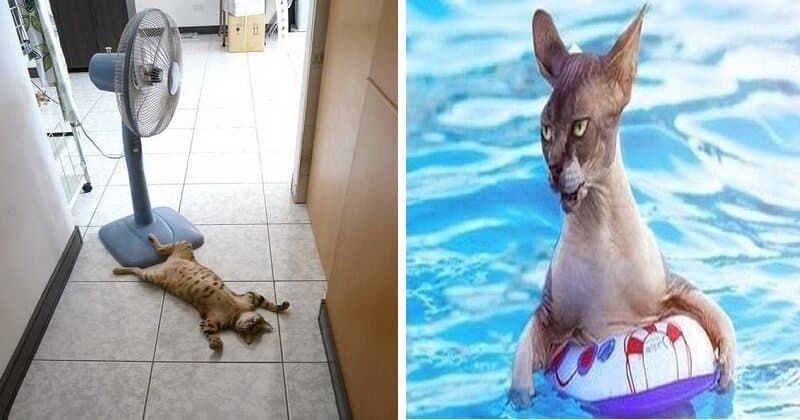 15+ Funny Photos Of Cats Chilling In The Summer