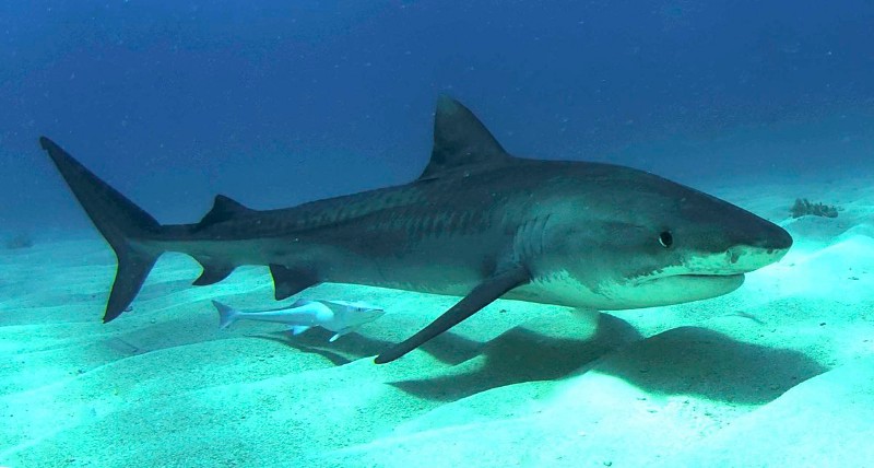 A juvenile tiger shark