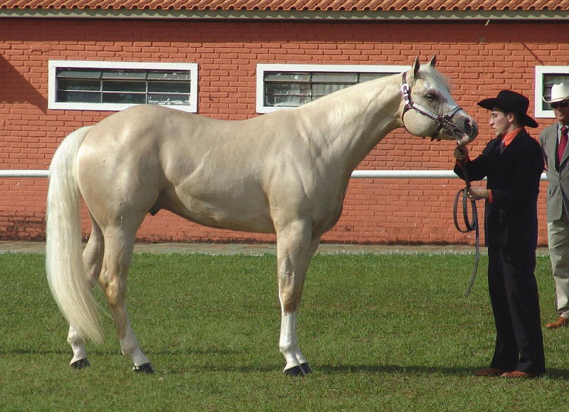 American Quarter horse