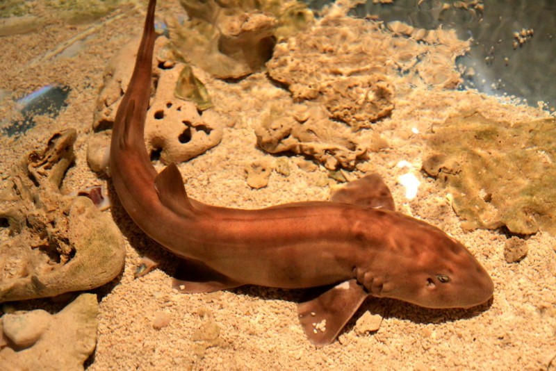 Brownbanded bamboo shark