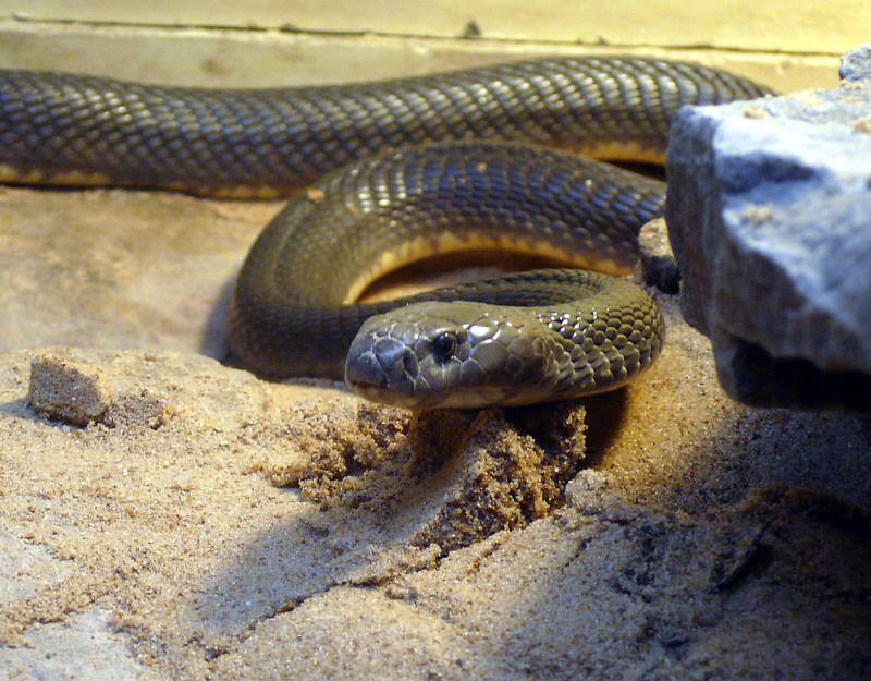 Caspian cobra