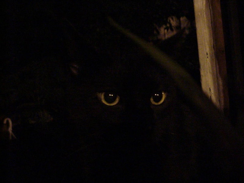 Cat's eyes in dark