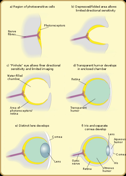 Diagram of eye evolution