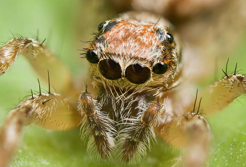 Jumping spider's eyes