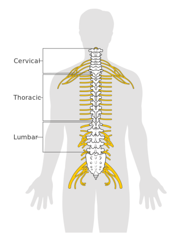 Segments of the spinal cord